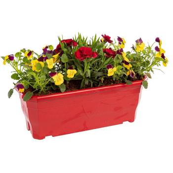 Visuel 1 du produit Jardinière printanière de Viola et Œillet à fleurs multicolores - La jardinière de 30 cm