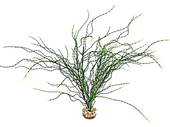 Visuel 1 du produit Plante artificielle pour aquarium coloris vert LABEO Psilotum MM