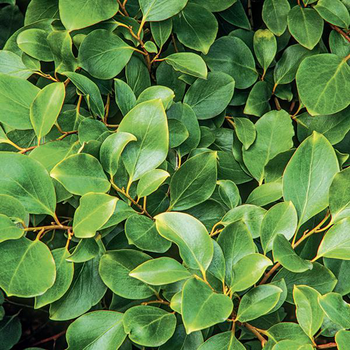 Visuel 1 du produit Griseline du littoral vert. Le pot de 7L