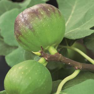 Visuel 1 du produit Figuier Dalmatie Bio. Le pot de 15 litres, forme touffe