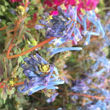 Visuel 1 du produit Corydalys porcelaine bleue en pot de 2 L