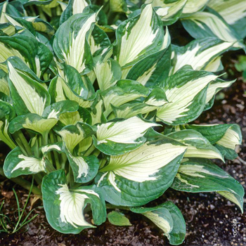 Visuel 1 du produit Hosta 'Whirlwind' - Le pot de 2 litres