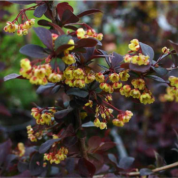 Visuel 1 du produit Berberis red jewel