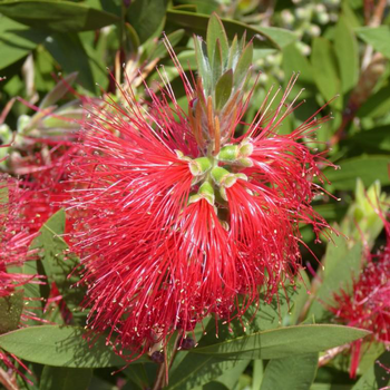 Visuel 1 du produit Callistemon Laevis. Le pot de 10 litres