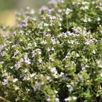 Visuel 1 du produit Thym commun. Le pot de 1 litre