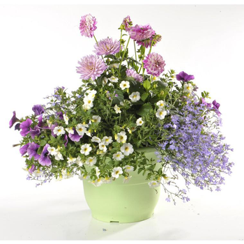 Visuel 1 du produit Potée anglaise - Le pot de 13 litres