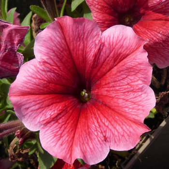 Visuel 1 du produit Petunia retombant - Le pot de 25 litres