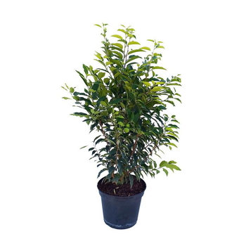 Visuel 1 du produit Prunus Lusitanica Angustifolia 50/60 cm en pot de 7,5 L