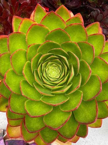 Visuel 1 du produit Semponium collection Surreal®. Le pot de 3,5 litres