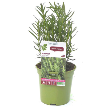 Visuel 1 du produit Romarin Officinal Bio. Le pot de 1 litre