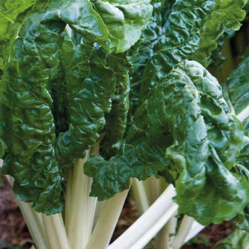 Visuel 1 du produit Poiree Verte Berac Bio. Le pot de 10,5 cm