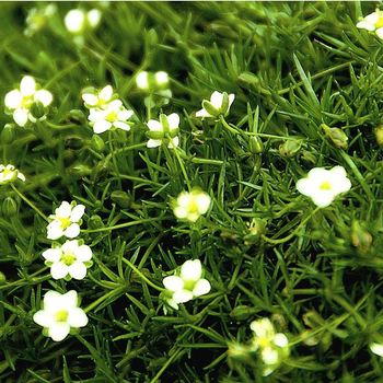 Visuel 1 du produit Sagina Subulata Scottish Moss - Le pot de 4 litres