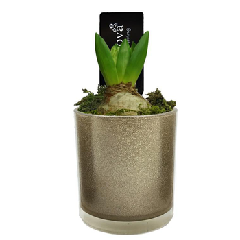 Visuel 1 du produit Jacinthe en pot. La composition décorative de 11 cm