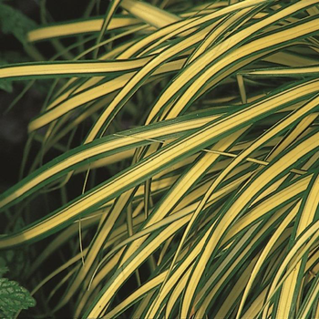 Visuel 1 du produit Carex Oshimensis Evergold jaune en pot de 2 L