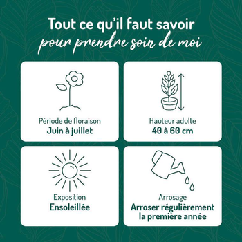 Visuel 1 du produit Santoline - Le pot de 9 x 9 cm