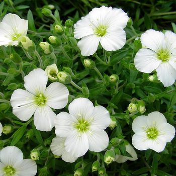 Visuel 1 du produit Sabline des montagnes (Arenaria montana) à fleurs blanches - Le pot de 1 litre