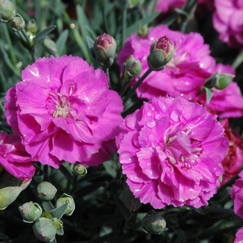 Visuel 1 du produit Oeillet Nain - Le pot de 16 cm