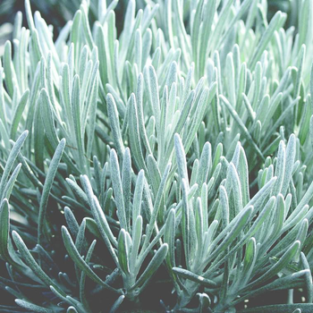 Visuel 1 du produit Immortelle d'Italie ou Hélichryse au feuillage gris - Le pot de 0,5 litre