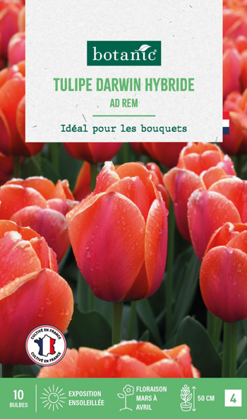 Visuel 1 du produit Tulipe darwin hybride botanic® - 10 bulbes