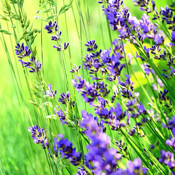 Visuel 1 du produit Lavandula Hidcote Pot Terre-Cuite - Le pot de 1 litre