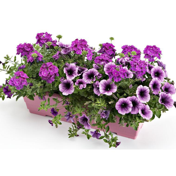 Visuel 1 du produit Jardinière d'extérieur - La jardinière de 40 cm