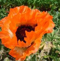 Visuel 1 du produit Pavot d'Orient - Le pot de 3 litres