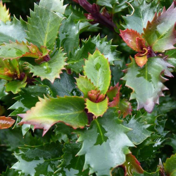 Visuel 1 du produit Houx commun (Ilex). Le pot de 4 litres