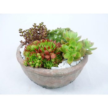 Visuel 1 du produit composition de plantes grasses - La coupe