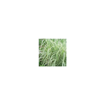 Visuel 1 du produit Miscanthus Morning Light - Le pot de 2 litres