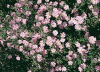 Visuel 1 du produit Cistus X Skanbergii rose en pot de 3 L