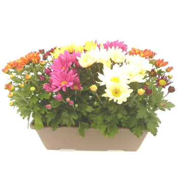 Visuel 1 du produit Chrysantheme Americain Multicolore - La jardinière de 40 cm