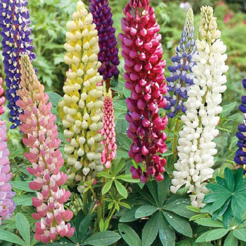 Visuel 1 du produit Lupin - Le pot de 5 litres