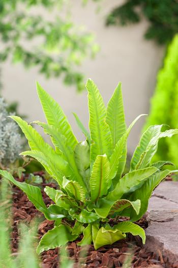 Visuel 1 du produit Fougère Asplenium scolopendrium - Le pot de 2 litres