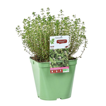 Visuel 1 du produit Thym Citron Bio. Le pot de 2,5 litres