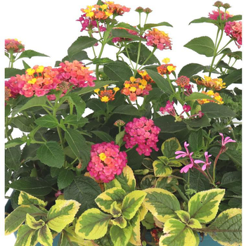 Visuel 1 du produit Thème Cinque Terre - Le pot de 15 litres