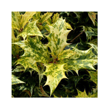 Visuel 1 du produit Osmanthe à feuilles de houx vert. Le pot de 70 litres, forme multitroncs