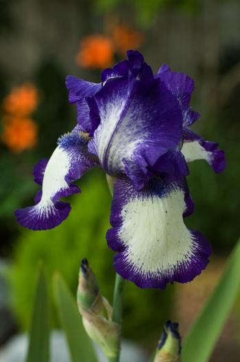 Visuel 1 du produit Iris Des Jardins 'Glenans'. Le pot de 1 litre