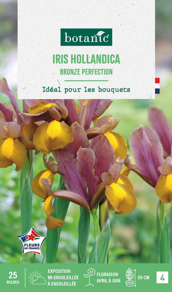 Visuel 1 du produit Iris hollandica bronze perfection botanic® - 25 bulbes