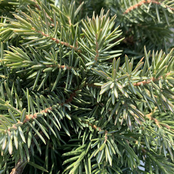 Visuel 1 du produit Genévrier Blue Pacific. Le pot de 5 litres, 50/60 cm