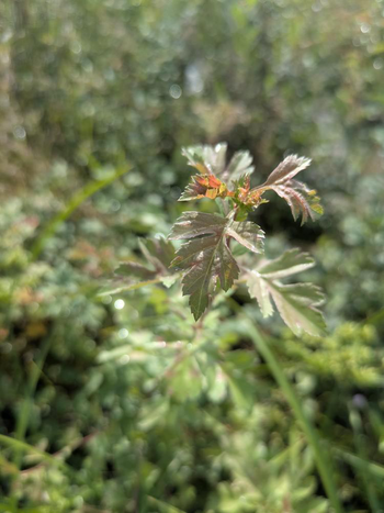 Visuel 1 du produit Crataegus monogyna coloris vert – 3 L