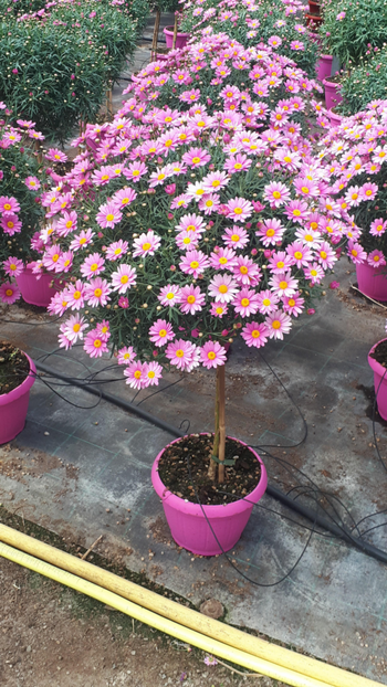 Visuel 1 du produit Anthemis Couleur Tige. Le pot de 19 cm