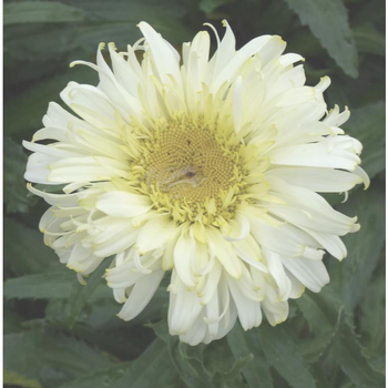 Visuel 1 du produit marguerite d'ete 'real neat' - Le pot de 5 litres