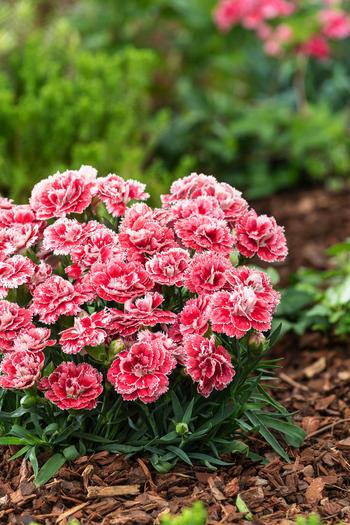 Visuel 1 du produit Œillet mignardise ‘Coral Reef’ - Le pot de 2 litres