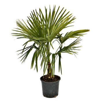 Visuel 1 du produit Palmier Trachycarpus Excelsa