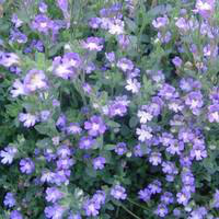 Visuel 1 du produit Scutellaria Costaricana - Le pot de 2 litres