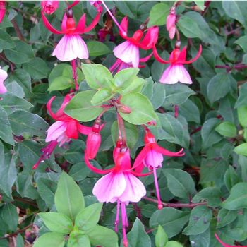 Visuel 1 du produit Fuchsia Varié - Le pot de 7,5 litres