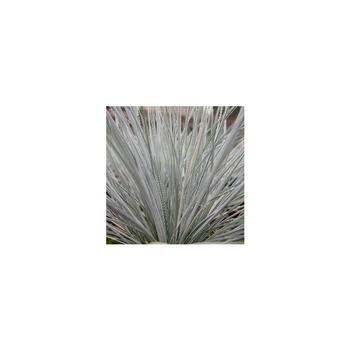 Visuel 1 du produit Festuca Glauca Elijah Blue en pot