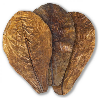 Visuel 1 du produit Feuilles de badamier taille S, ARKA myScape-Catappa - 10 pièces de 12,5/16 cm