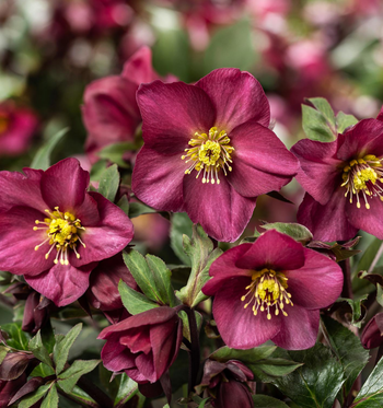 Visuel 1 du produit Hellébore Hgc® Ice N' Roses® Classic Red Romance - Le pot de 2 litres