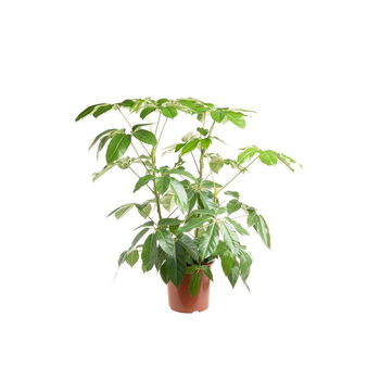 Visuel 1 du produit Schefflera Actinophylla Amate ou Arbre parapluie pot Ø21 cm